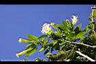 大花曼陀羅-花01.JPG