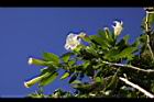 大花曼陀羅-花03.JPG