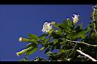 大花曼陀羅-花04.JPG
