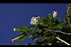 大花曼陀羅-花05.JPG