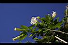 大花曼陀羅-花06.JPG