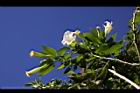 大花曼陀羅-花07.JPG