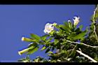 大花曼陀羅-花08.JPG