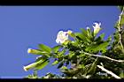 大花曼陀羅-花09.JPG