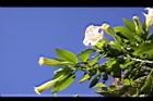 大花曼陀羅-花10.JPG