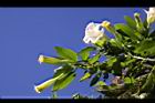 大花曼陀羅-花11.JPG
