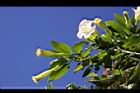 大花曼陀羅-花13.JPG