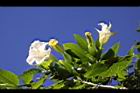 大花曼陀羅-花14.JPG