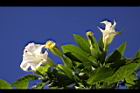 大花曼陀羅-花17.JPG