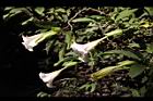 大花曼陀羅-花22.JPG