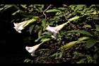 大花曼陀羅-花23.JPG