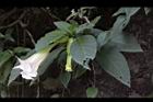大花曼陀羅-花24.JPG