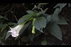 大花曼陀羅-花25.JPG