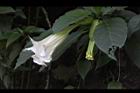 大花曼陀羅-花26.JPG