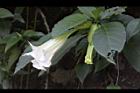 大花曼陀羅-花27.JPG