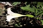 大花曼陀羅-花30.JPG