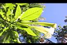 大花曼陀羅-花33.JPG