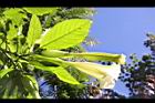 大花曼陀羅-花34.JPG