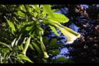 大花曼陀羅-花35.JPG