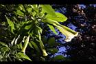 大花曼陀羅-花36.JPG