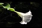 大花曼陀羅-花38.JPG