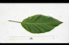 大花曼陀羅-葉正02.JPG