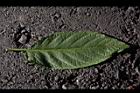 大花曼陀羅-葉正11.JPG
