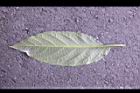 大花曼陀羅-葉背2.JPG