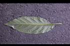 大花曼陀羅-葉背4.JPG