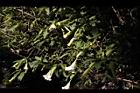 大花曼陀羅12.JPG