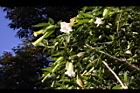 大花曼陀羅15.JPG