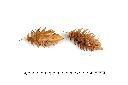 大花杜英-種子02.JPG