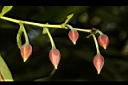 大花杜英-花苞01.JPG