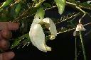 大花田菁-花15.JPG