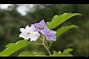 大花茄-花02.jpg