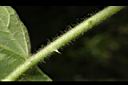 大花茄-葉柄00.JPG