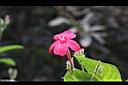 大花蘆莉-花03.jpg