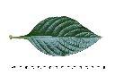 大花蘆莉-葉正00.jpg
