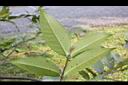 大花赤楠-葉背02.JPG