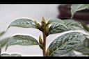 大苞山茶-花苞03.JPG