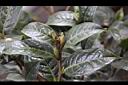 大苞山茶-花苞04.JPG