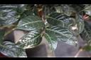 大苞山茶-葉序03.JPG