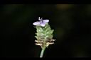 大苞水竹葉-花00.JPG