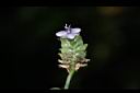 大苞水竹葉-花01.JPG