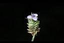 大苞水竹葉-花02.JPG
