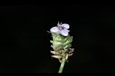 大苞水竹葉-花03.JPG