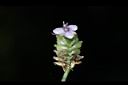 大苞水竹葉-花04.JPG