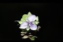 大苞水竹葉-花06.JPG