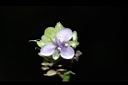 大苞水竹葉-花07.JPG