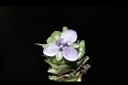 大苞水竹葉-花09.JPG